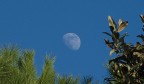 Alzo la testa e vedo la luna, incoronata di foglie