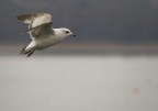 sul lago di Varese