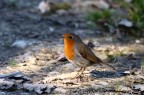 Durante il ritorno da una lunga passeggiata con molto poche foto decenti fatte ad animali si  posato sul sentiero quasi volesse accontentarmi  almeno lui.