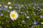 la natura inizia a risvegliarsi in questo inizio di marzo dal clima pi che primaverile