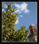 La torre e la mimosa