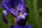 Flower Violet
Sony A200 18-70 70mm ISO 200 F5,6 1/100s 
Commenti e Critiche ben Accetti