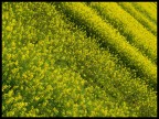 L'unica giornata di sole delle ultime due settimane... spuntato fuori questo bel giallo ad annunciare la bella stagione che stenta ad arrivare..un campo di rape in fiore..
con questa immagine voglio anche ringraziare x l'uscita Tiziano ,uno da cui c' molto,molto da imparare...