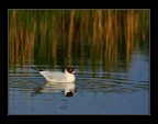 Saline di Comacchio
Commenti e consigli sempre graditi