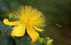 Altro fiore stesso insetto "centrato"