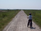 Immagine scattata a volo (mentro ero in bici) con una kodak compatta digitale, non avrei mai avuto il tempo di tirar fuori la contax. Il luogo  il parco del delta del Po e l'incontro tra un gabbiano e mio figlio... per curiosit aveva pi paura mio figlio del gabbiano ed  rimasto immobile fino a quandola strada non si  liberata.

Ogni commento  ben accetto.

Dimenticavo scusate ma la foto che ho qui disponibile  quella ridimensionata.