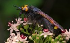 Il corpo ha il formato dell'ape ed  tutto peloso, il viso quella di una specie di scarabeo ...........
Comunque ogni commento  apprezzato.