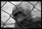 safari fotografico, animali in "libert"