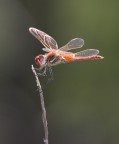 Libellula 
Bianchino con sigma1.4X e tubo su 20D