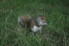 Non mi sarei mai aspettato di trovare cos tanti scoiattoli in America, per fotografarlo l'ho dovuto pagare con un pretzel
