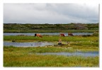 Isola di Inishmore poco pi di 40 km quadrati circa 1000 km di muretti a secco.

Suggerimenti e critiche sempre ben accetti