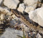 Penso sia una vipera.... trovata sul monte Toraro a 1900 M.s.l.m. ... viste le temperature a quella quota non pensavo di incontrare in questo periodo dei serpenti.....