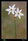 Non so da voi, ma da me dopo le ultime piogge pare essere arrivata la primavera per i prati...tanti fiori iniziano a spuntare qu e l....a parte dei crocus ho trovato pure parecchi narcisi selvatici (almeno credo che siano narcisi)....altro che autunno qu sembra proprio primavera! eccone un'altra

[img]http://img122.imageshack.us/img122/4017/narcisoforumkn7.jpg[/img]