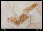 Altra prova di fossile....questo era un p pi grande di quello di ieri, ma le difficolt superiori! la superficie era piuttosto irregolare con diversi gradini in piani diversi....scatto fatto da dietro il vetro su cui stava!
Pesce Fossile (Miocenici) su Tripoli
iso100, f20, 22sec, scatto remoto, treppiedi, sollevamento specchio preventivo.
[url=http://img367.imageshack.us/img367/5448/pesce21500pxoe9.jpg][b]Immagine a 1500px[/b][/url]