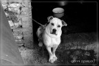 catz&dogz
piccolo set per i randagi dell'umbria