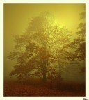 Il bosco avvolto dalla nebbia e il sole che fatica a farsi strada
Nikon D80  Sigma 10/20 focale 16