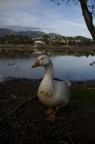 un'oca sopravvissuta all'alluvione che ha devastato il sud Sardegna ad ottobre.
Devo dire che la foto in raw mi convince molto di pi, ma ormai non ci capisco pi nulla: il mio schermo fa schifo ma possibile che dopo aver sviluppato un raw con lightroom, il jpg che ne risulta dia un risultato completamente diverso? Allora a che mi serve lightroom?