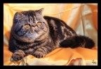 Exotic Shorthair