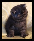 Exotic Shorthair