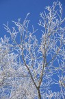 Il bianco dei rami si staglia sul cielo azzurro dopo
la nevicata