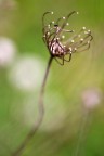 Una foto di un mesetto fa, l'ho stampata stamattina e all'improvviso me ne sono innamorata! :P 

Tempi: 1/100 secondi;
Diaframma: F/3.5;
Lunghezza focale: 180 mm;
ISO: 400;
Mano libera.

[b]Critiche e commenti come sempre bene accetti, grazie![/b] :pig: