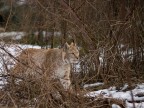 Lince europea (parco d'Abruzzo)