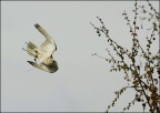 Oasi di Sant'Alessio, spettacolo di falconeria
1D MKIII + 300 2.8
iso 400 f/5 1/8000