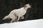 Audrey  una cucciolotta di setter salvata dalla strada a Napoli... lo scorso weekend ha conosciuto la neve per la prima volta, e ha tirato fuori tutta la sua anima avventurosa :)