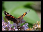 La mia prima farfalla...... foto eseguita con la nuova 40D senza obiettivo macro dedicato ma con solo il 55-250 is.

Critiche e suggerimenti sempre ben graditi!