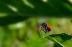 fuji s100  f5.3 400mm macro.... scattata in modalita velvia