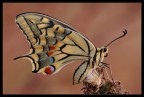 Papilio macaon adulto e bruco