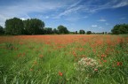 Il rosso intenso dei papaveri nella campagna