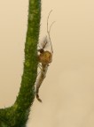 Sembra una larva di zanzara per a quella specie di pennacchio in testa  che ne dite?