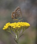 piccola Licenide, bianchino con tubi AV iso 400