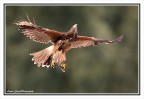 Scatto eseguito durante un'esibizione di falconeria