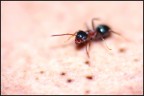 Mamma mia quanto sono piccole e specialmente brutte questo tipo di formiche....... 
Critiche e suggerimenti sempre ben accetti.
Versione in [url=http://img527.imageshack.us/img527/9572/formicahighresolution.jpg] High Resolution [/url]