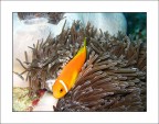 Un piccolo pesce pagliaccio nella sua anemone...