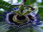 Passiflora Cerulea nel mio giardino