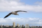 Lungo il fiume Swan a Perth (Sud-Ovest dell'Australia) i gabbiani volano vicino ai passanti: situazione troppo ghiotta per immortalare questo comune volatile con una prospettiva insolita!
Voi che ne pensate?