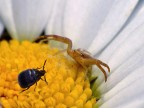 ... il teatro della vita.

La natura si premura di ricordare sempre a chi osserva il micromondo che essa  spietata quanto bella.

L'esserino si  salvato  ;)

Critiche e commenti sempre graditi.

Ciao