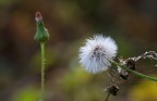 Mi piaceva questo fiore il   ragnetto "addormentato", il bocciolo in retroscena , questa atmosfera mista di  autunno  e inverno fiori secchi da un lato,   e boccioli dall'altro, nello stesso tempo,   primi freddi d'autunno che lasciano alle spalle il tepore dell'ultimo caldo........