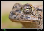 Ecco il Bufo siculus visto di profilo, non ho cercato una pdc ampia volutamente per concentrare al massimo l'attenzione sull'occhio davvero bellissimo!
Canon 40D,tamron,f10,iso10,1/6,macchina poggiata a terra.
[url=http://img263.imageshack.us/img263/4743/occhiodirospo1500px.jpg][b]Immagine a 1500px[/b][/url]