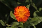 Ripresa ravvicinata fiore arancione
Canon Eos 350D - Canon EF 70-200 L F4
Distanza Focale: 200mm
Tv: 1/1600
Av: F6.3
Iso: 200