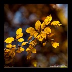 le altre foto nel portfolio
autumn hue
http://www.photo4u.it/viewcomment.php?t=412576