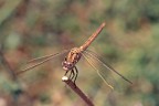 Minolta X300s, 200mm 4.5 + duplicatore focale macro, Fuji Velvia.