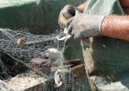 Pescatore di Porto Recanati che pulisce le retine