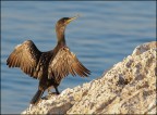 Cormorano (Phalacrocorax carbo) presso la scogliera di Miramare (TS)