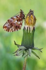 1DSIII 100macro is, 1/8 f16 100iso
1500px http://img101.imageshack.us/img101/5237/11691500.jpg

Foto di questa mattina, dalle mie parti una delle prime farfalle della stagione