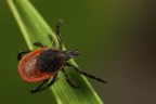 1DsIII MP-E65 MT-24 1/40 f9 800iso, mano libera
1600px http://img52.imageshack.us/img52/4009/11511600.jpg

Ixodes ricinus, la simpatica compagna dei nostri momenti passati nei prati e nei boschi.