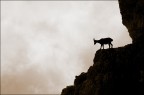 Il Grande salto.... femmina di stambecco presso Sella disteis - Montasio (Alpi Giulie)